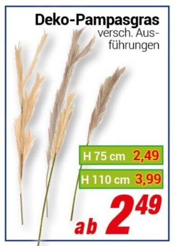 CENTERSHOP Deko Pampasgras Angebot