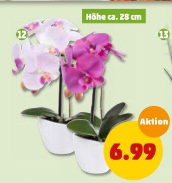 PENNY Deko Orchidee im Topf Angebot