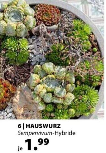 Dehner Hauswurz Angebot