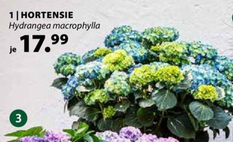 Dehner Hortensie Angebot