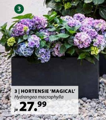 Dehner Hortensie 'Magical' Angebot