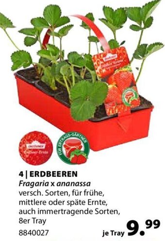 Dehner Erdbeeren Angebot