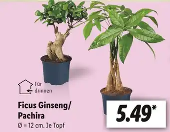 Lidl Ficus Angebot