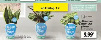 Lidl „bloom your room“ grünpflanzen Angebot