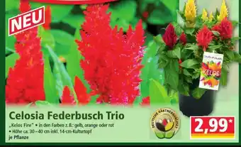 Norma Celosia Federbusch Trio Angebot