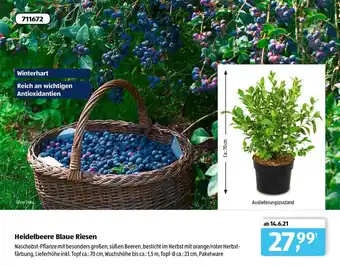 Aldi Süd Heidelbeere Blaue Riesen Angebot