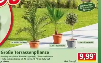 Norma Große Terrassenpflanze Angebot