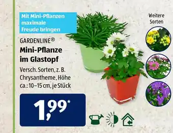 Aldi Süd Gardenline Mini Pflanze Im Glastopf Angebot