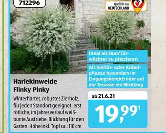 Aldi Süd Harlekinweide Flinky Pinky Angebot