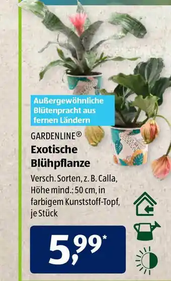 Aldi Süd Gardenline Exotische Blühpflanze Angebot