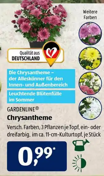 Aldi Süd Gardenline Chrysantheme Angebot