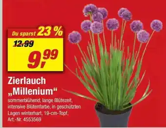 toom Baumarkt Zierlauch „millenium” Angebot