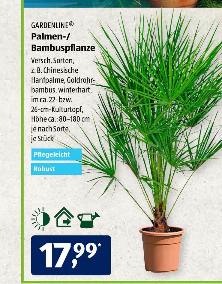Gardenline Palmen- Oder Bambuspflanze Angebot bei Aldi Sd