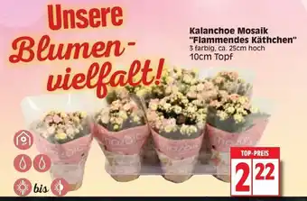 Edeka Kalanchoe Mosaik Flammendes Kathchen Angebot