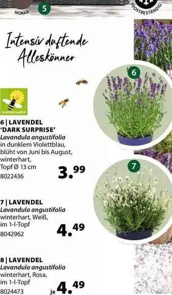 Dehner Lavendel 'dark Surprise', Lavendel Angebot