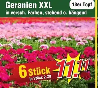 Wiglo Wunderland Geranien XXL 13er Topf Angebot