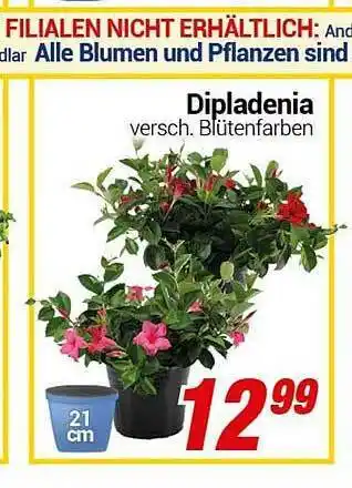 CENTERSHOP Dipladenia Angebot