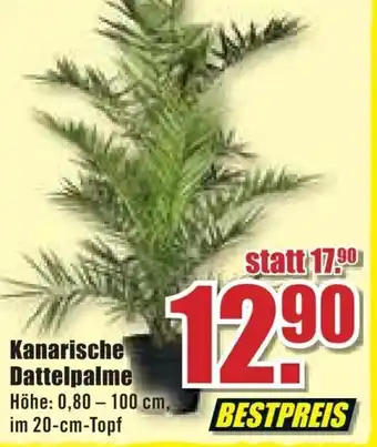 B1 Discount Baumarkt Kanarische Dattelpalme Angebot