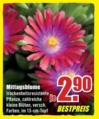 B1 Discount Baumarkt Mittagsblume Angebot