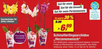 toom Baumarkt Schmetterlingsorchidee ,,Herzensmensch" Angebot