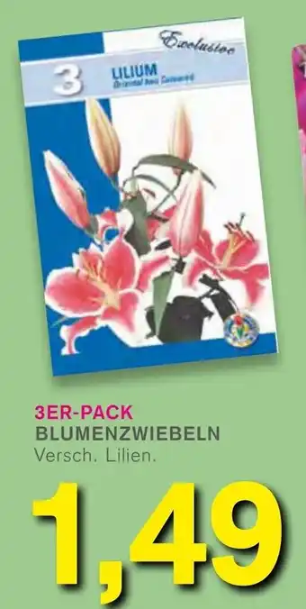 KODi 3er Pack Blumenzwiebeln Angebot