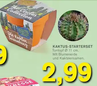 KODi Kaktus Starterset Angebot