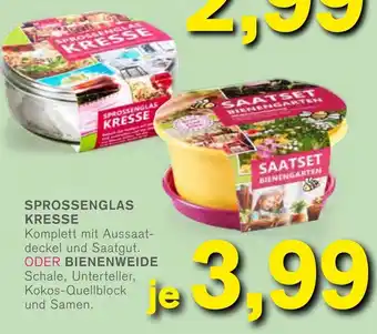 KODi Sprossenglas Kresse oder Bienenweide Angebot