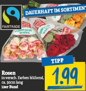 NP Discount Rosen Angebot