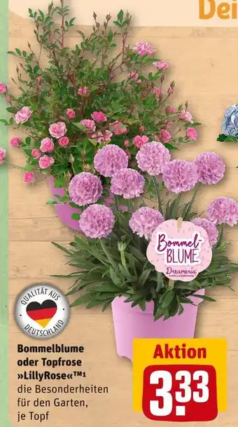 REWE Bommelblume oder topfrose lillyrose Angebot