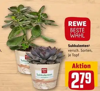 REWE Sukkulenten Angebot