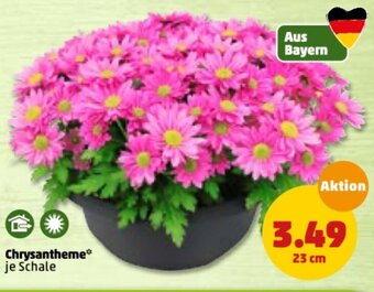 PENNY Chrysantheme Angebot