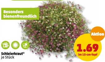 PENNY Schleierkraut Angebot