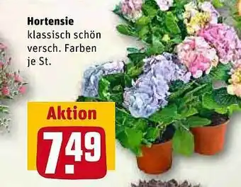 REWE Kaufpark Hortensie Angebot