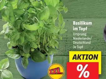 Lidl Basilikum im Topf Angebot