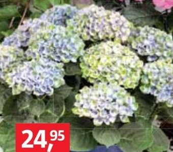 Bauhaus Hortensie 'Magical' Angebot