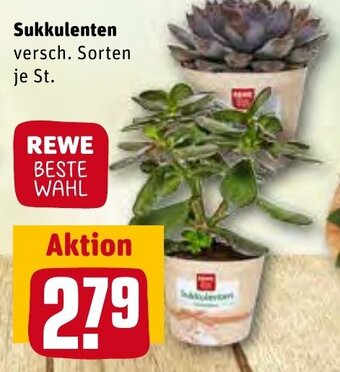REWE Center Sukkulenten Angebot