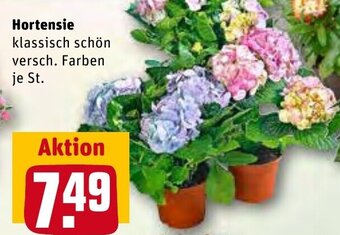 REWE Center Hortensie Angebot