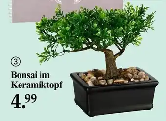 Woolworth Bonsai im Keramiktopf Angebot