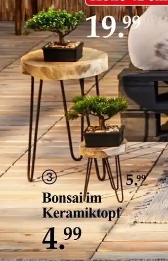 Woolworth Bonsai im Keramiktopf Angebot