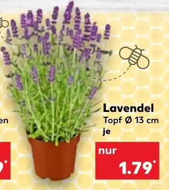 Kaufland Lavendel Topf Ø 13 cm Angebot