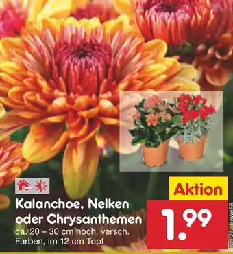 Netto Marken-Discount Kalanchoe, Nelken o. Chrysanthemen Angebot