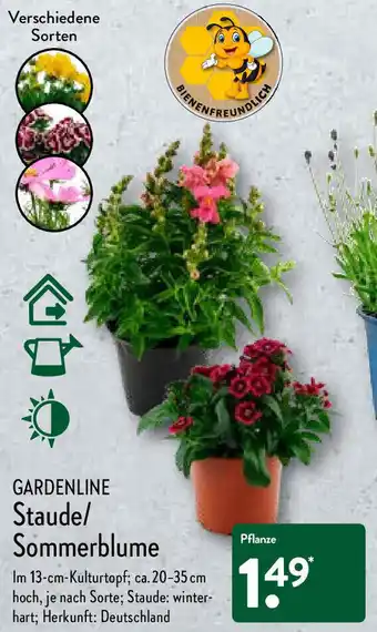 Aldi Nord Gardenline Staude/Sommerblume Angebot