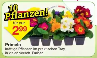 Jawoll Primeln Angebot