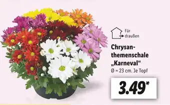 Lidl Chrysanthemen schale „karneval“ Angebot