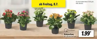 Lidl Kalanchoe Angebot