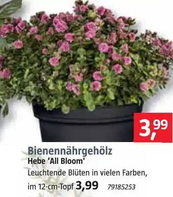 Bauhaus Bienennährgehölz hebe 'all bloom' Angebot