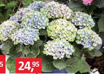 Bauhaus Hortensie 'magical' Angebot