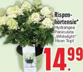 Edeka Rispen-hortensie Angebot