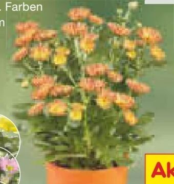 Netto Marken-Discount Mini-Chrysanthemen Angebot
