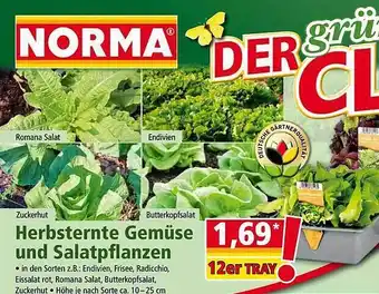 Norma Herbsternte Gemüse Und Salatpflanzen Angebot